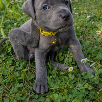 Bellissime cucciole di cane corso
