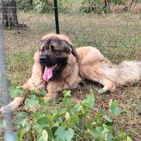 Pastore del Caucaso Stallone con pedigree