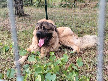 Pastore del Caucaso Stallone con pedigree