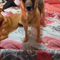 Annuncio per tutta Italia