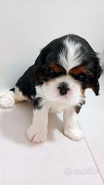Cavalier king pedigree ENCI