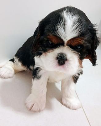 Cavalier king pedigree ENCI