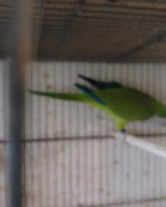 Coppia parrocchetti monaci