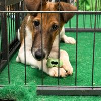 Fox Terrier a pelo liscio