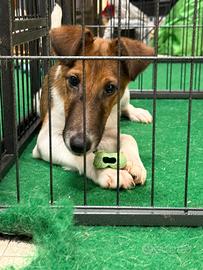 Fox Terrier a pelo liscio