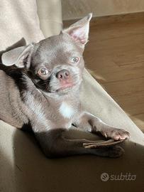 Leo pronto per accoppiarsi