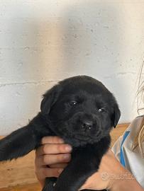 Disponibile splendido cucciolo di Labrador nero