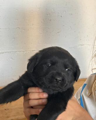 Disponibile splendido cucciolo di Labrador nero
