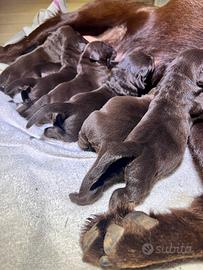 Cuccioli di labrador chocolate
