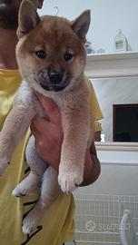 Cucciolo femmina di Shiba Inu con pedigree ENCI