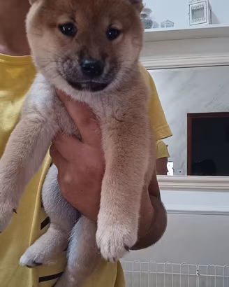 Cucciolo femmina di Shiba Inu con pedigree ENCI