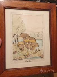 stampa botanica d'epoca 