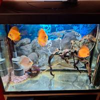acquario completo