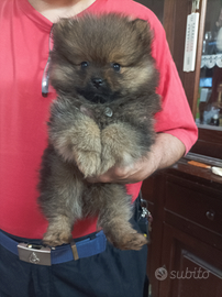 Volpina Pomerania nano