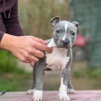 American pitbull terrier