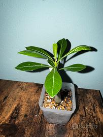 Adenium obesum