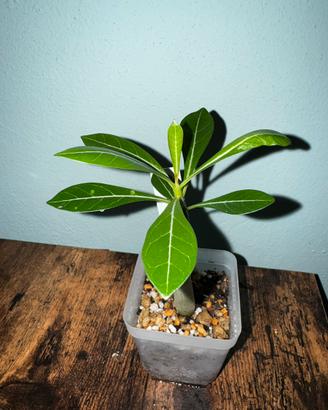 Adenium obesum
