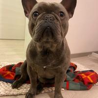 Bulldog francese blue fawn