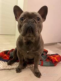 Bulldog francese blue fawn