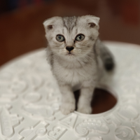 Cucciolo di scottish fold silver