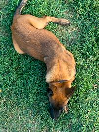 Cuccioli pastore belga malinois