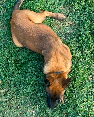 Cuccioli pastore belga malinois