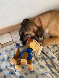 Cucciolo di cane amorevole