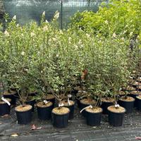 ligustro da siepe (ligustrum)