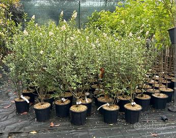 ligustro da siepe (ligustrum)