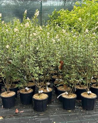 ligustro da siepe (ligustrum)