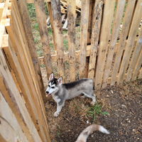 Cuccioli siberian husky