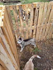 Cuccioli siberian husky