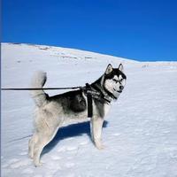 Siberian Husky per monta