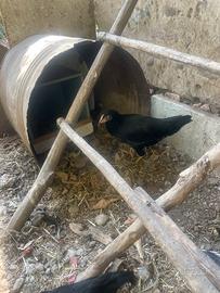 Galline e galli