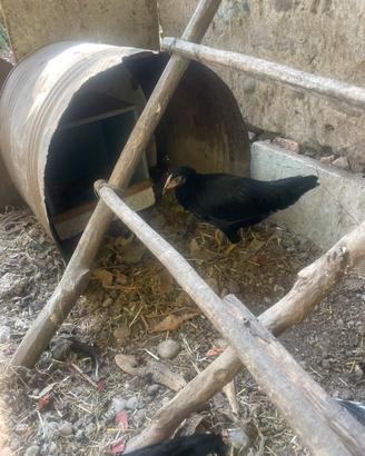 Galline e galli