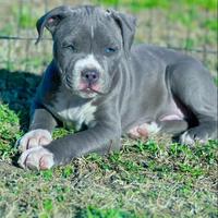 Amstaff blu occhi blu pedigree enci