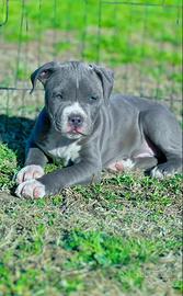 Amstaff blu occhi blu pedigree enci