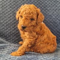 Cuccioli di Barboncino Toy