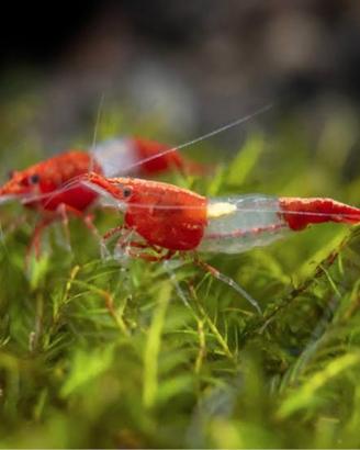 Caridine gamberetti acqua dolce red rili