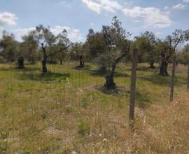 Oliveto a Cabras