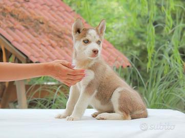 Siberian Husky femmina in pronta consegna