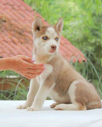 Siberian Husky femmina in pronta consegna