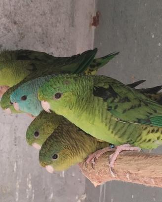 Parrocchetti Barrati
