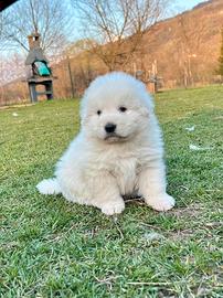 Pastore maremmano abruzzese cuccioli maschi