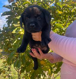 Labrador neri con pedigree