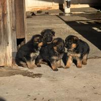 Cuccioli Pastore Tedesco