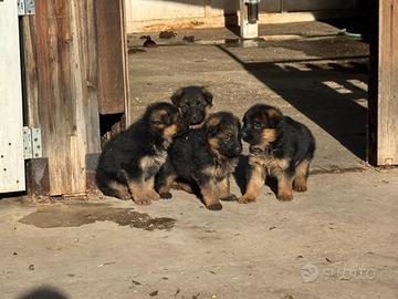 Cuccioli Pastore Tedesco