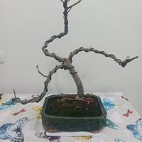 Bonsai di fico 2