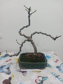 Bonsai di fico 2