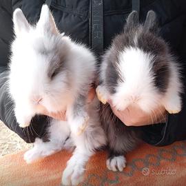 Coniglietti testa di leone